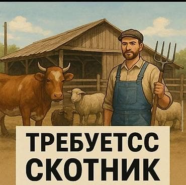 Жумуш: Вакансия: скотник Обязанности: - Уход за крупным и мелким рогатым — 1