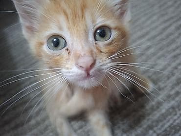 котята донского сфинкса купить: Кошка даром: Беспородная, 2 месяца, Мальчик, Приучена к лотку — 2