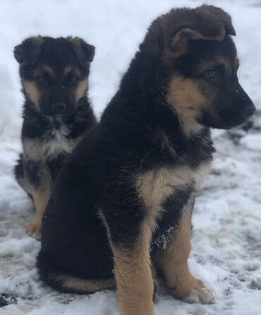 Овчарка, 2 месяца, Самец