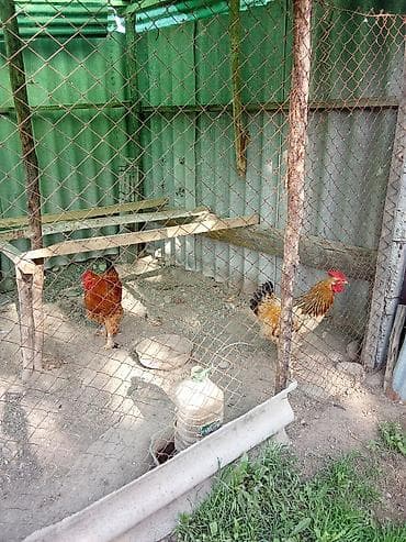 сколько стоит мальтипу мини: Продаю | Петух | Для разведения — 6