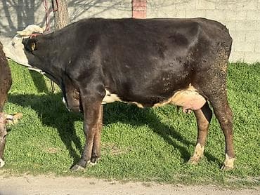 высокодойные коровы: Продаю | Корова (самка) | Голштин | Для молока | Привязанные — 2