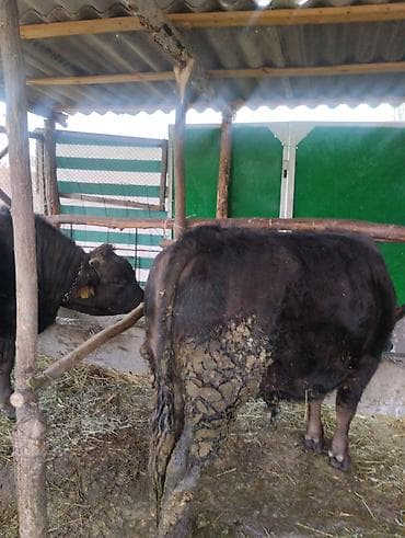 собака питбуль: Другие животные — 5