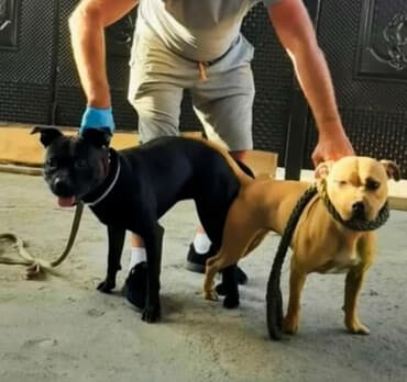 питбуль сабака: Питбуль❤️ рр 2 года кабель Американский Питбуль терьер рабочего — 1