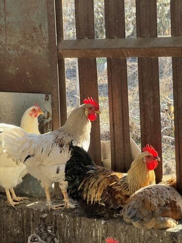 усыпление животных бишкек: Продаем домашних петухов 🐓 — 5