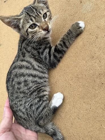 Отдам даром кошку: Кошка даром: Бенгальская, 4 месяца, Девочка — 7