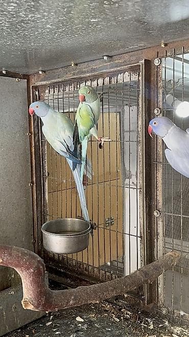 баа: Александрийские ожереловые попугаи (Psittacula eupatria) Имеются — 3