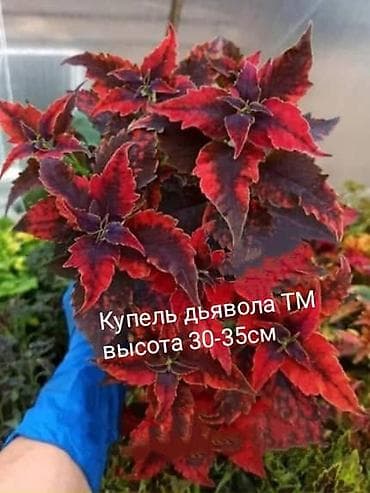 фото мозайка: Продаю сортовые пеларгонии в горшке 1 л./ 250сом.(в горшках по 3-4 — 9