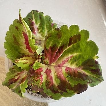 моно моно: Колеус (Solenostemon) пестролистный, сорт с крупными волнистыми — 2