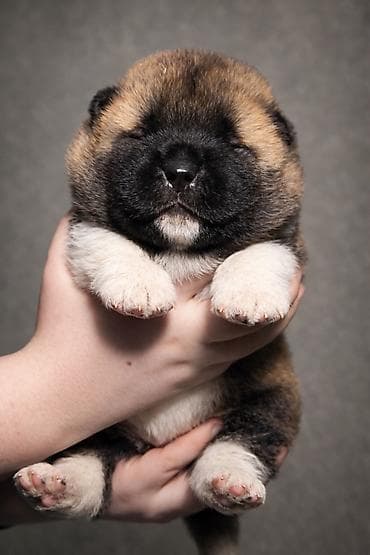 1 месяц, Самец, С прививкой, С родословной