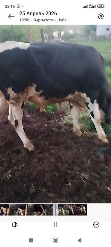 кой сойу: Продаю | Бык (самец) | Голштин | Для разведения | Привязанные — 5