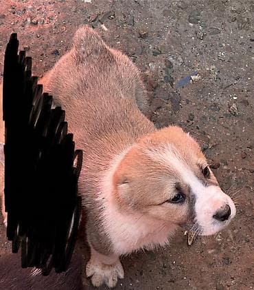 хара: Щенки (алабая) месяц кабели - Помет из 1 щенков, мощные костяки — 1