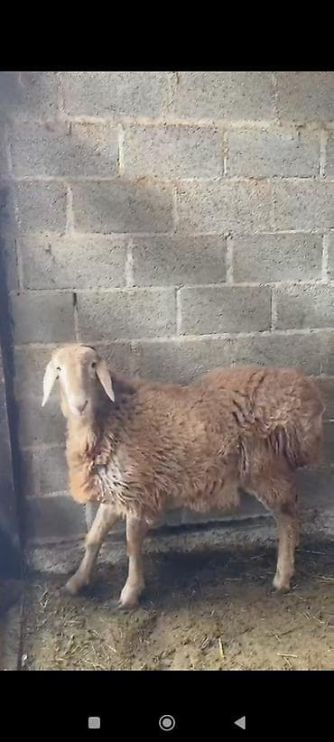 буудай баасы бишкек 2023: Сатам | Козу | Арашан | Көбөйтүү үчүн | Асыл тукумдуу — 3