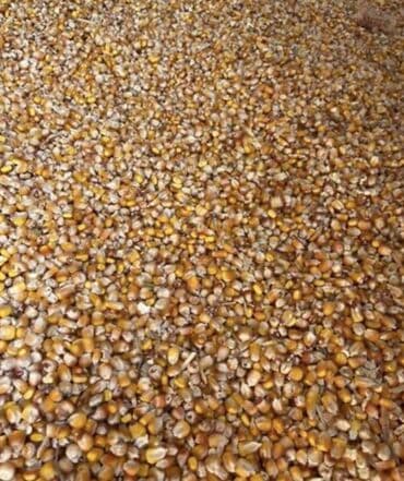 Кукуруза Оптом, Самовывоз