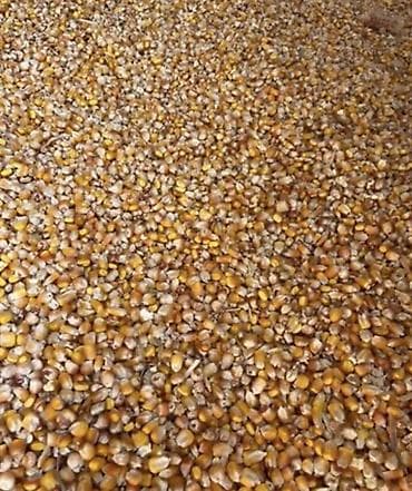 ваза тартуу: Жүгөрү Дүңүнөн, Өзү алып кетүү — 1