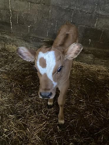 каровы швиц: Продаю | Тёлка | На откорм | Племенные — 5