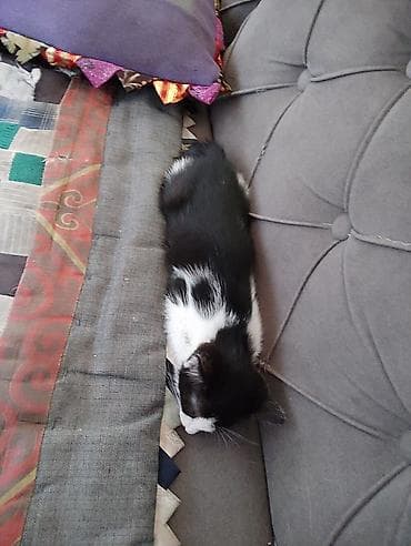 Мышыктар: Котята, помет из двух малышей: - Один белоснежный короткошёрстный — 3