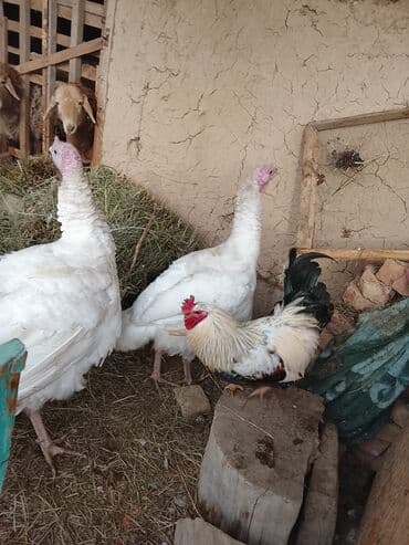 Продаю | Индюшка (самка) | Бройлерная | Для разведения at lalafo.kg Продаю | Индюшка (самка) | Бройлерная | Для разведения