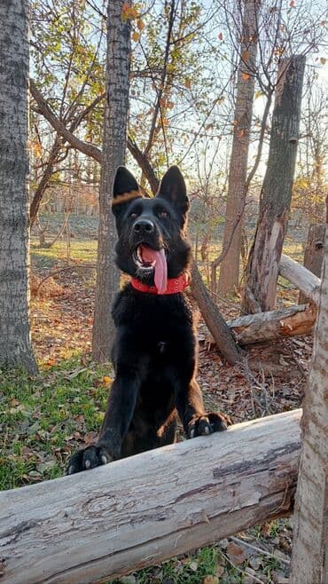 немецкая овчарка собака: Ит бекер берилет: Немис овчаркасы, 8 айлык, Эркек, Эмделген — 15