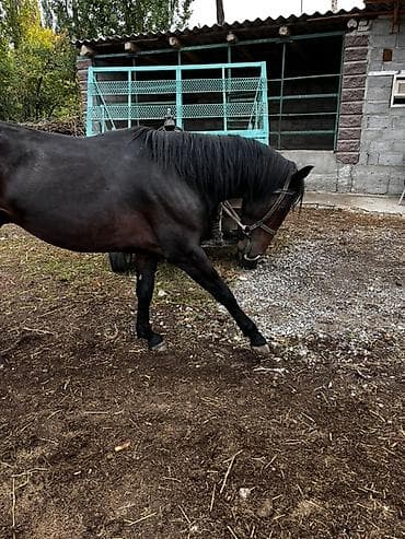 ат кок бору: Продаю | Кобыла (самка) | Кара Жорго | Конный спорт — 4