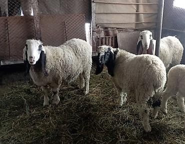 собаки сокулук: Сатам | Ургаачы кой (ургаачы), Кочкор (эркек) | Көбөйтүү үчүн — 4