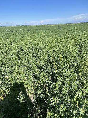 сделаю: Люцерновое сено в тюках в Сокулуке. Тюки плотные 2-3-й кос,метровые — 8