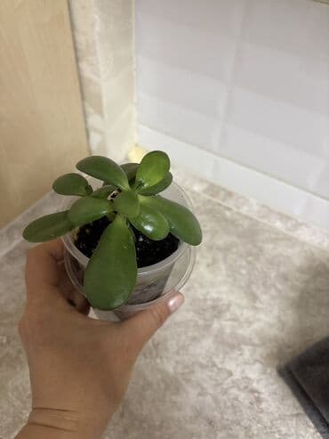 сингониум купить: Продаю цветы по 250 сом - Сингониум по 2 рассады - Сансевиерия ханни - — 7
