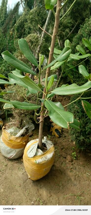 продам рассаду помидор: Саженцы деревьев: Магнолии — 10