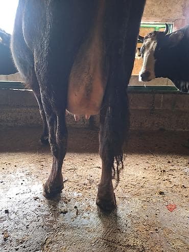 продаю коров: Продаю | Корова (самка) | Для молока | Привязанные — 6