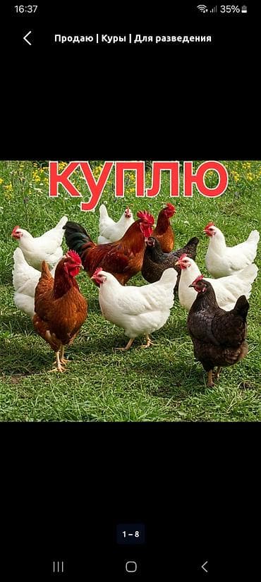 Куплю бройлера 150 сом — 1