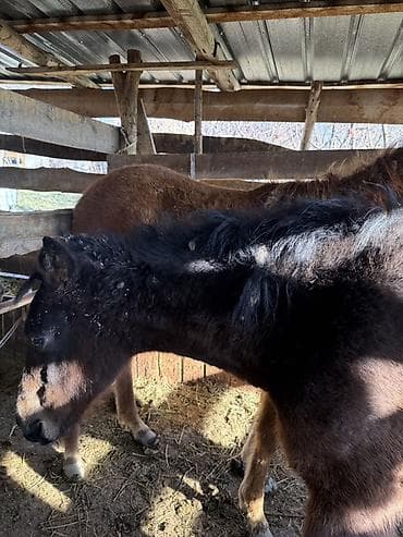 кролики домашние: Продаю | Жеребенок | Для разведения | Племенные — 5