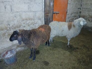 купить щенка ротвейлера в бишкеке: Продаю | Овца (самка), Ягненок, Баран (самец) | Гиссарская, Полукровка, Арашан | На забой | Котные, Кастрированные, Матка — 2