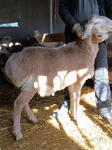 Грызуны: Продаю | Баран (самец) | Для разведения | Племенные — 8