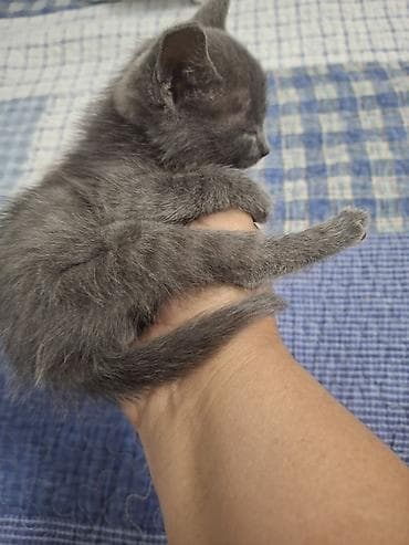 город ош кошка: Девочка — 3