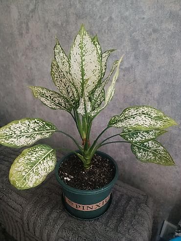 нет времени: Аглаонема вариегатная (Aglaonema) в горшке - Эффектная — 3