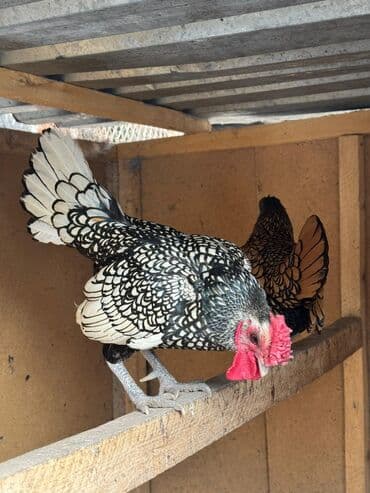 Ветеринар кызматы: Сатам | Тооктор, Короздор — 2