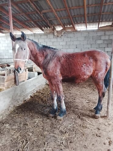 сухой корм для кошек: Продаю | Кобыла (самка) | Рабочий — 6