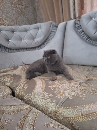 в связи с переездом отдам попугая жако в добрые руки: Шотландская вислоухая кошка (Scottish Fold) Девочка молодая,рожала 1 — 23