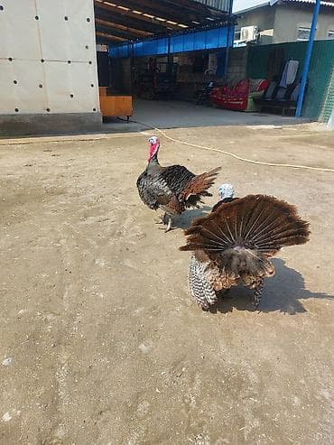 Продаю | Индюк (самец) | Для разведения | Племенные