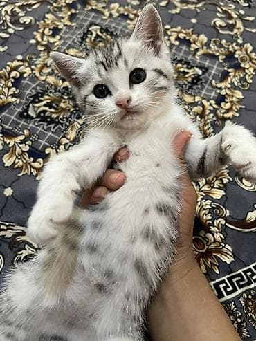 Скотиш Фолд (Шотландская вислоухая), 1 месяц, Девочка, Серый, Приучена к лотку