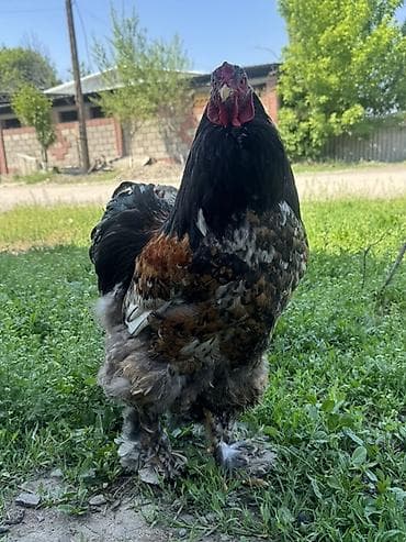 ящик пластиковый: Продаю | Инкубационные яйца | Брама | Для разведения — 8