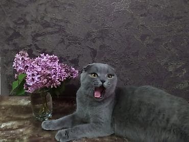 кошки сиамские: Продаётся шотландский котёнок ( мальчик ) скоттиш-страйт от породистых — 7