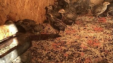 машинки для стрижки животных: Продаю цыплят Виргинская куропатки 15 дней им, окрас обычный так же — 1