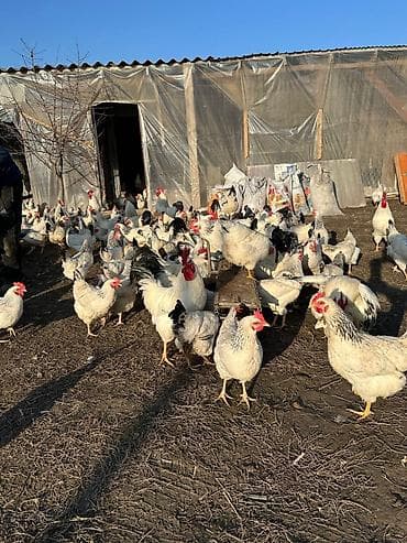 Грызуны: Продаю кур породы Адлер. 50 голов. Стабильно дают по 30 яиц. 100% — 2