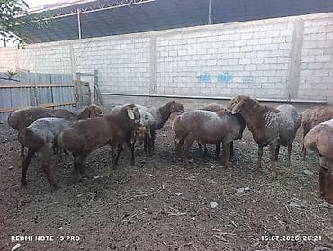 Животные: Продаю | Овца (самка) | Для разведения | Ярка — 2