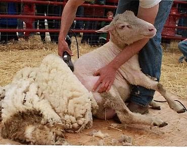 Стрижка овец — профессиональная услуга - Аккуратная, быстрая стрижка