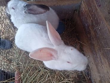 кой сатам: Сатам | Коендун бөжөктөрү | Калифорния | Көбөйтүү үчүн — 1