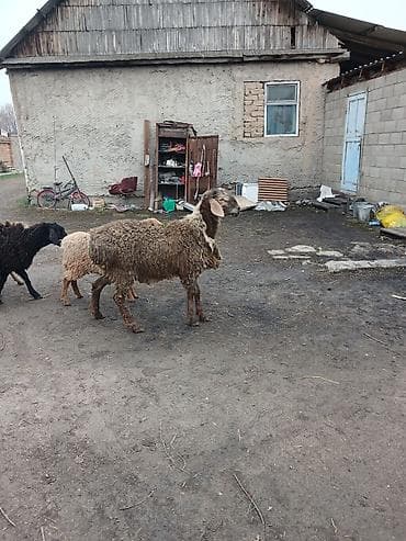 Аквариумдар: Сатам | Кочкор (эркек) | Гиссар | Көбөйтүү үчүн | Жасалма жол менен боозутуу — 2