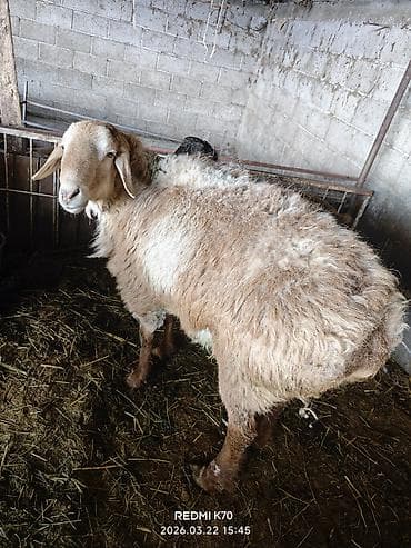 кхао мани: Продаю | Баран (самец) — 3