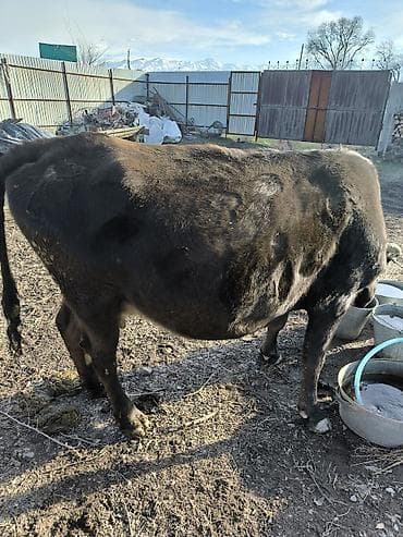 жаныбарлар: Сатам | Уй (ургаачы) | Сүт алуу үчүн | Бооз — 1