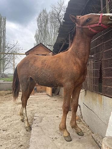 Продаю | Жеребенок | Для разведения